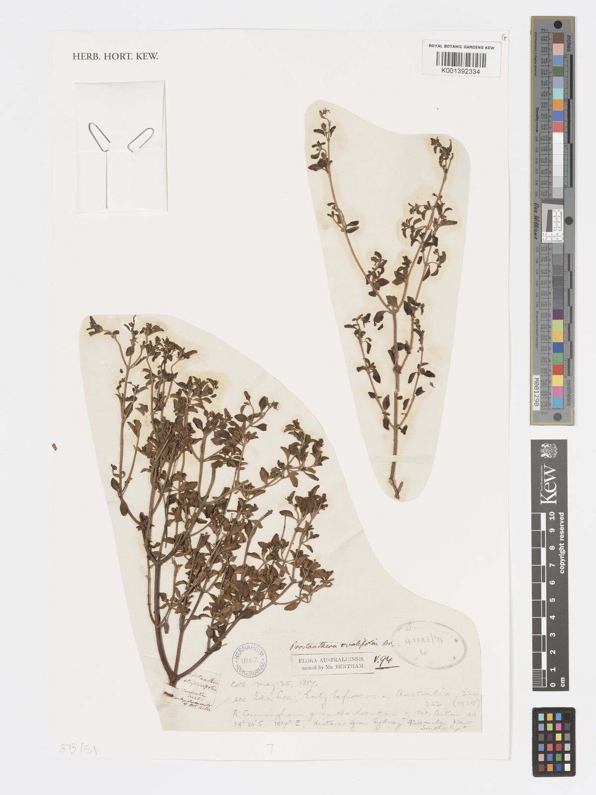 Kew Gardens K001392334:  Cunningham, A. [s.n.] Australia