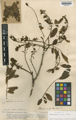 Kew Gardens K000530310:  s.coll. [11345] Venezuela