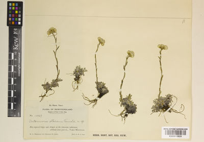 Kew Gardens K000910609:  Fernald, M.L.; St. John, H. [10869] Canada