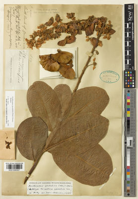 Kew Gardens K001096567:  Brown-Lester, J. [50] Gambia, The