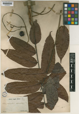 Kew Gardens K000695672:  Korthals, P.W. [s.n.] Indonesia