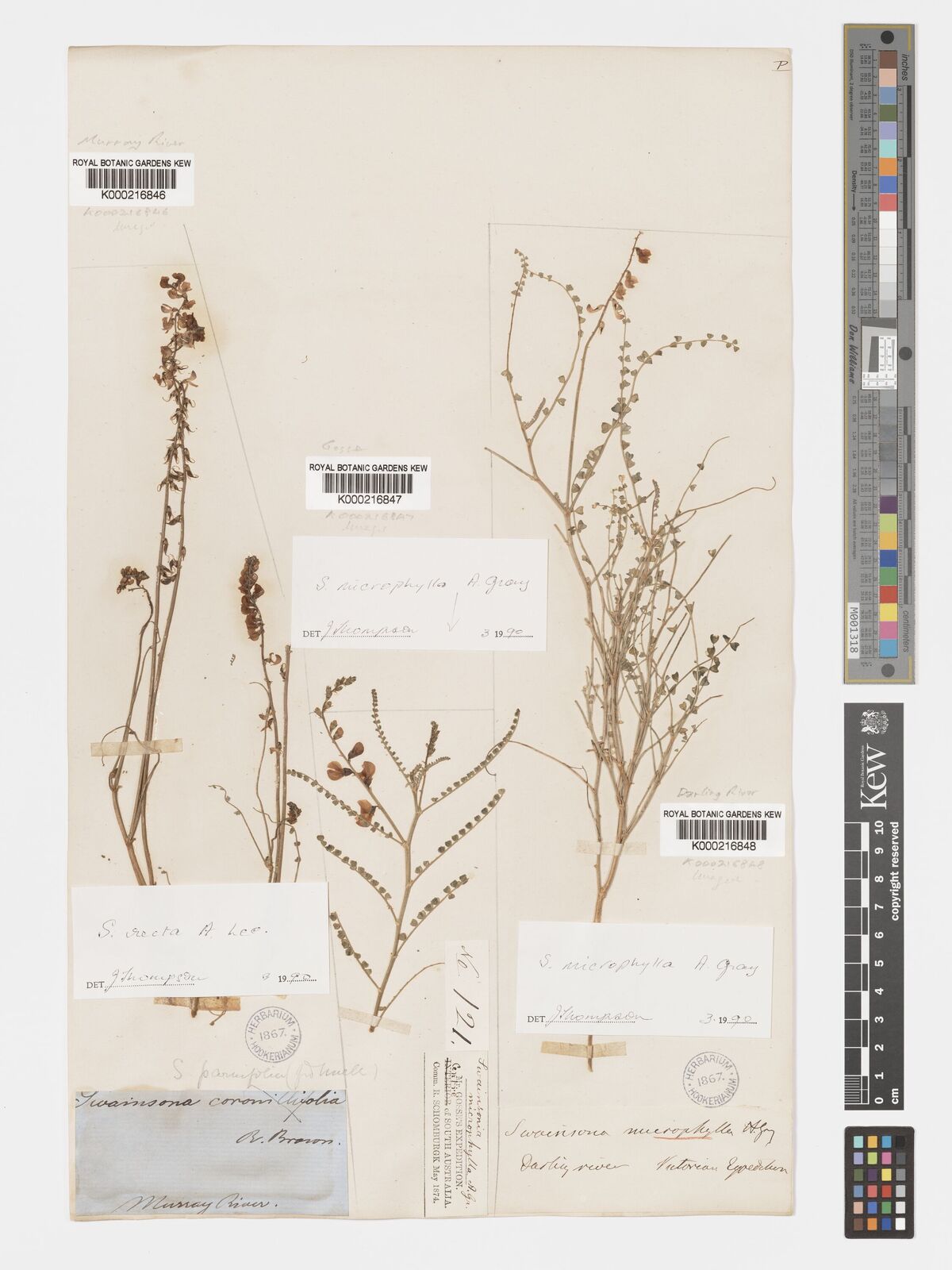 Swainsona microphylla