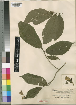 Kew Gardens K000240751:  Talbot, P., A. [1343] Nigeria