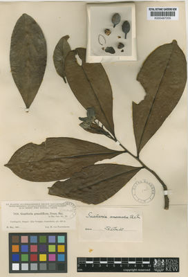 Kew Gardens K000487205:  Tuerckheim, H., von [7816] Guatemala