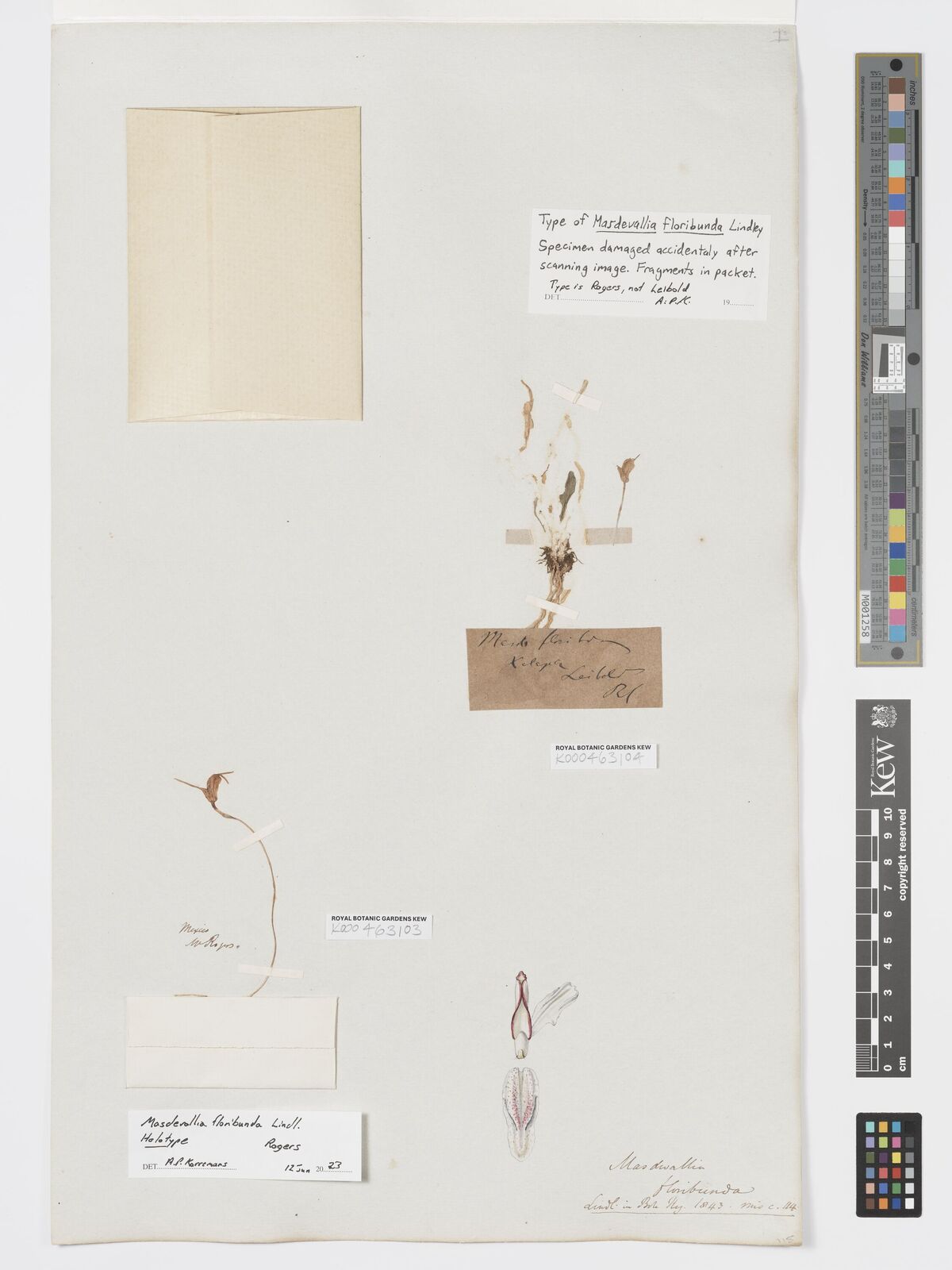 Kew Gardens K000463104:  Leibold [s.n.] Mexico