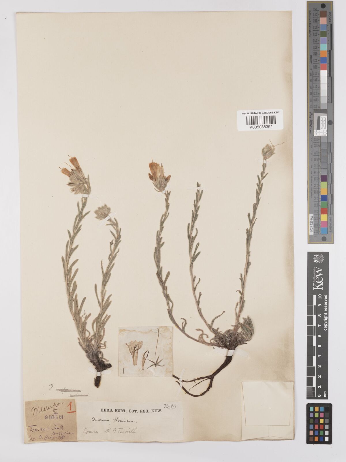 Onosma thracicum