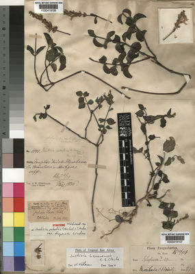 Kew Gardens K000419106:  Hildebrandt, J.M. [1940]