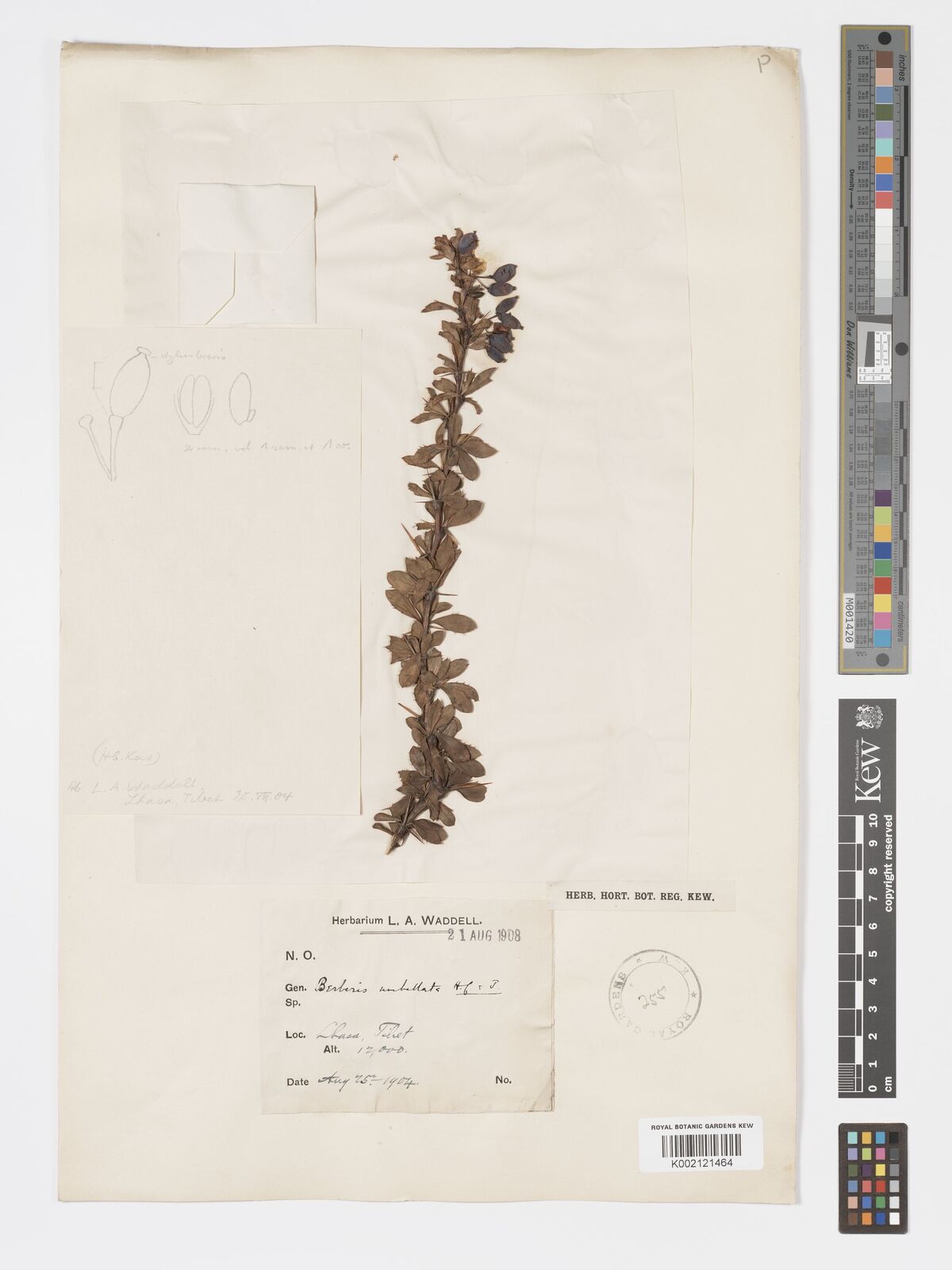 Berberis hemsleyana