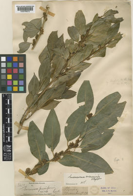 Kew Gardens K000768272:  s.coll. [2651] India