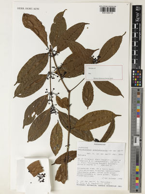 Kew Gardens K001089723:  van der Werff, H.H.; Malcomber, S.T.; Gray, B.; Rapanarivo, S. [12748] Madagascar