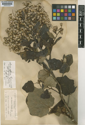 Kew Gardens K000504224:  Donnell Smith, J. [1609] Guatemala