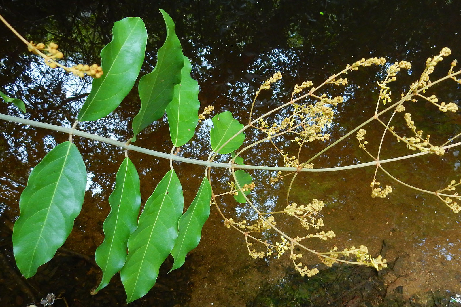 © copyright of the Board of Trustees of the Royal Botanic Gardens, Kew.