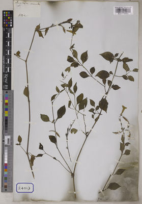 Kew Gardens K001115865:  s.coll. [Cat. no. 2401]