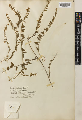 Kew Gardens K000852481:  Brown, R. [s.n.] Australia