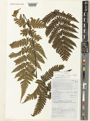 Kew Gardens K000427746:  Price, M.G.; Hernaez, B.F. [399] Philippines