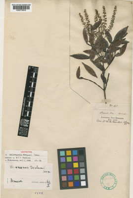 Kew Gardens K000739834:  s.coll. [s.n.] Vanuatu