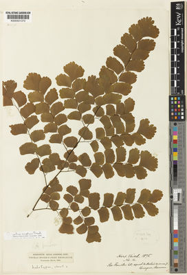 Kew Gardens K000501372:  s.coll. [s.n.]