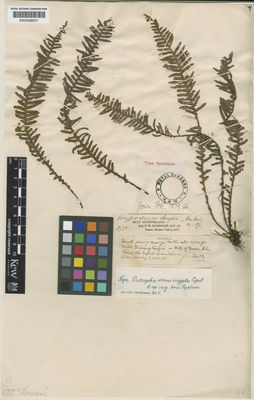 Kew Gardens K000598371:  Burbidge, F.W. [175] Philippines