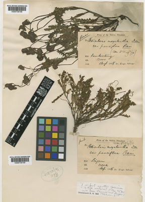 Kew Gardens K000739159:  King's collector [s.n.] India