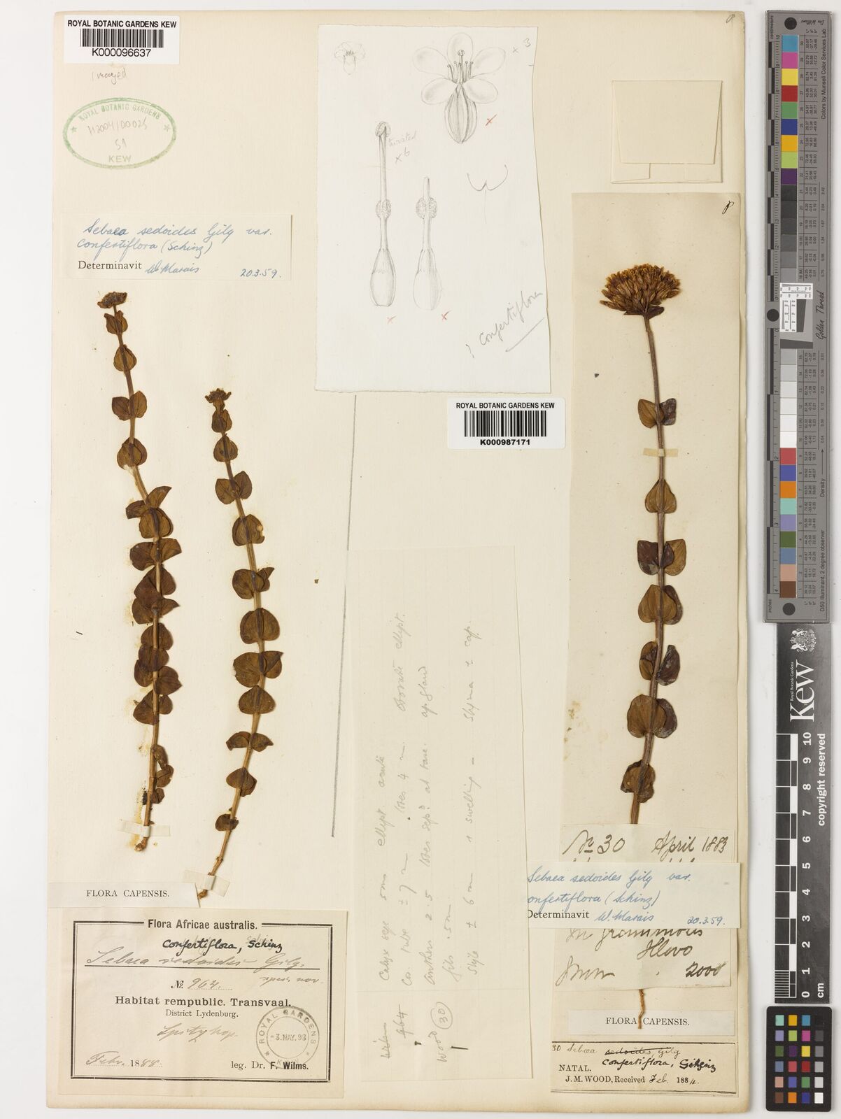 Kew Gardens K000096637:  Wilms, F. [964] South Africa