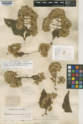 Kew Gardens K000486742:  Gaumer, G.F. [s.n.] Mexico