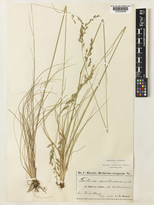 Kew Gardens K000308099:  Hackel, E. [s.n.] Austria