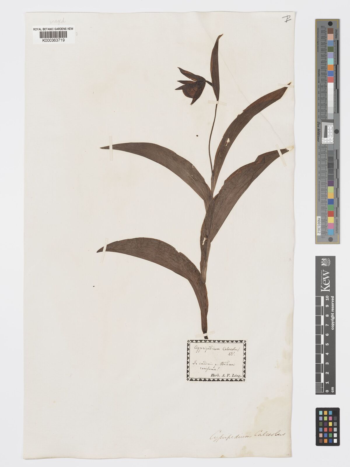 Kew Gardens K000363719:  Lang, A.F. [s.n.]