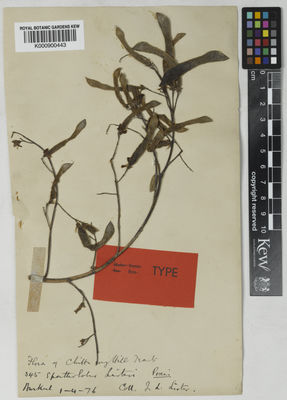 Kew Gardens K000900443:  Lister, J.L. [345] Bangladesh