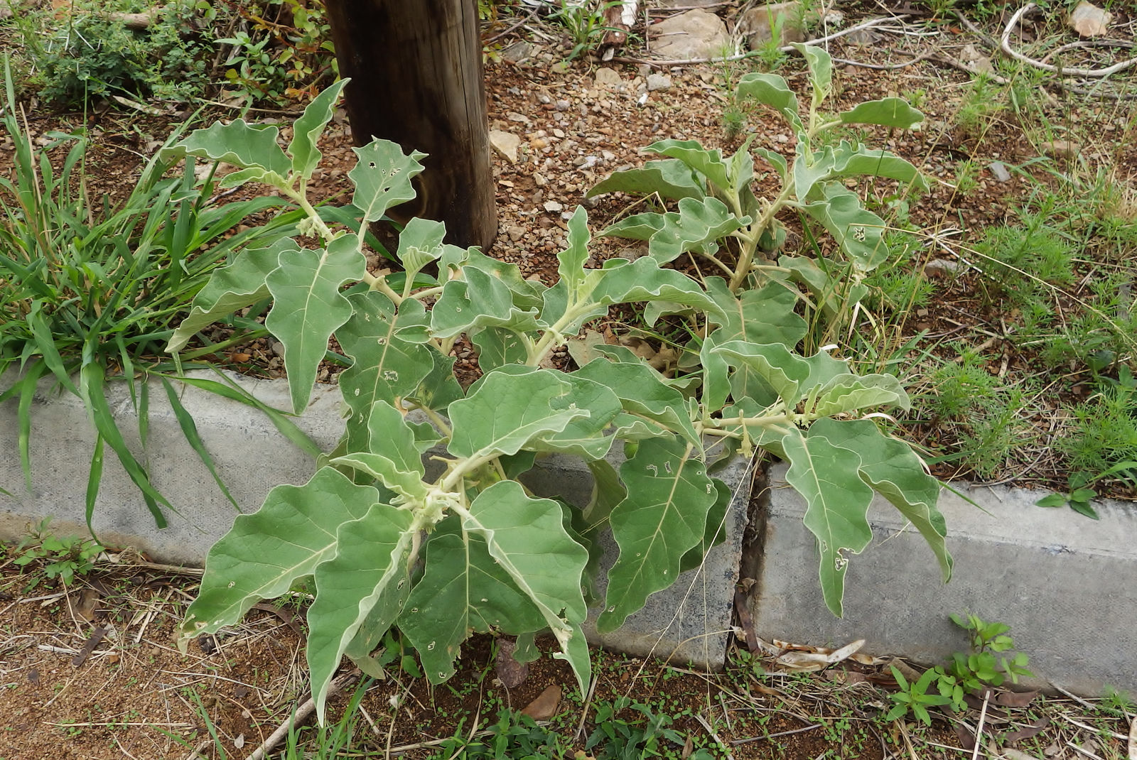 Solanum L., Plants of the World Online