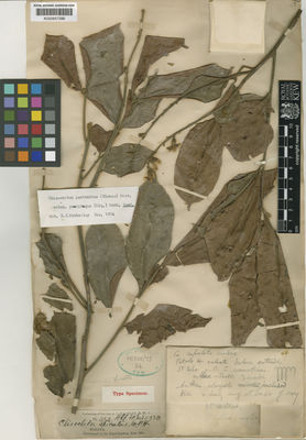 Kew Gardens K000657296:  Maingay, A.C. [s.n.] Malaysia