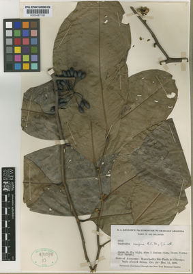 Kew Gardens K000487181:  Krukoff, B.A. [8723] Brazil