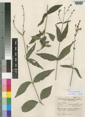 Kew Gardens K000378868:  Leach; Rutherford-Smith, R. [11013] Mozambique