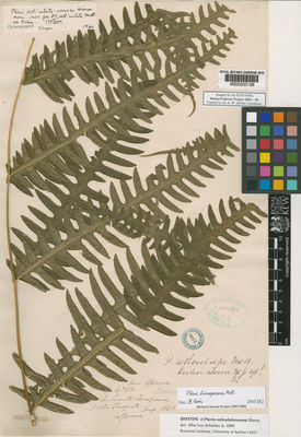 Kew Gardens K000200126:  Spruce, R. [4752bis] Peru