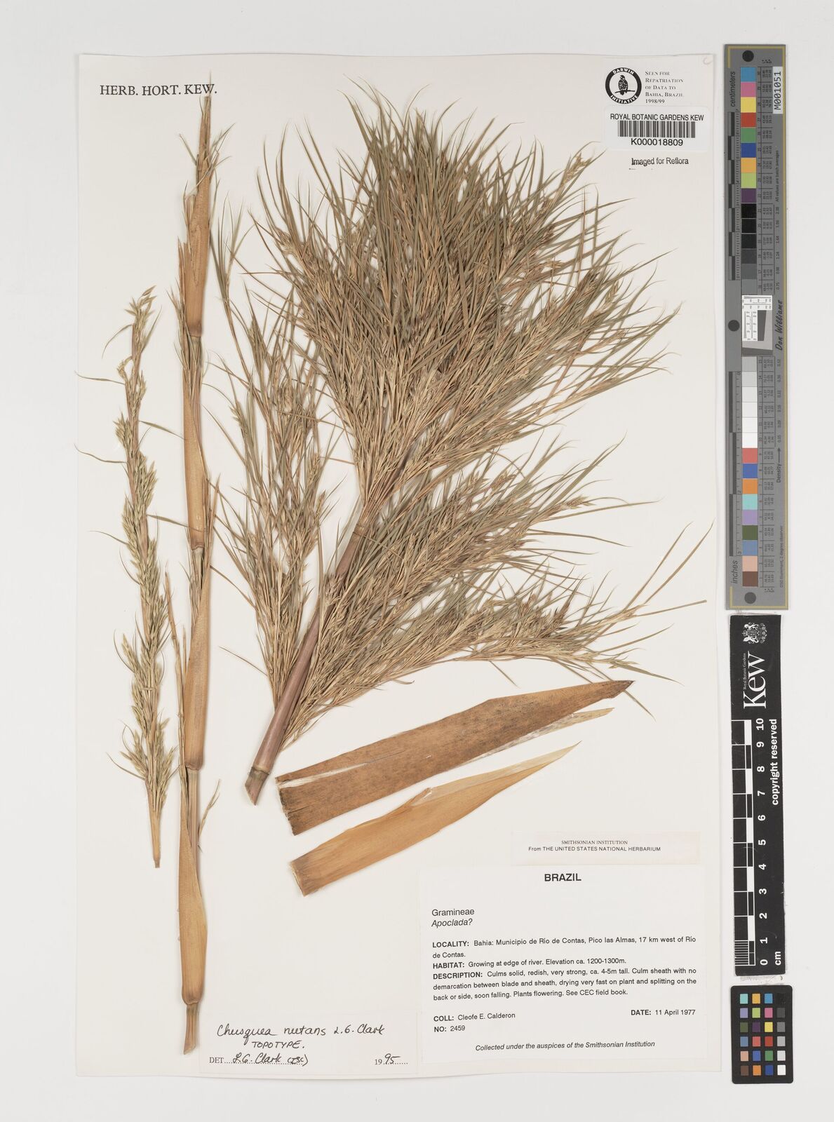 Kew Gardens K000018809:  Calderon, C.E. [2459] Brazil