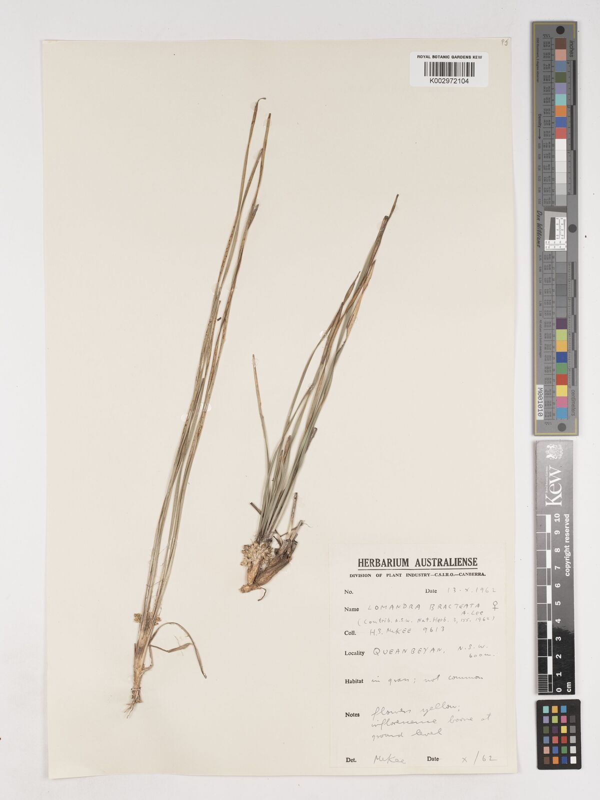 Lomandra bracteata