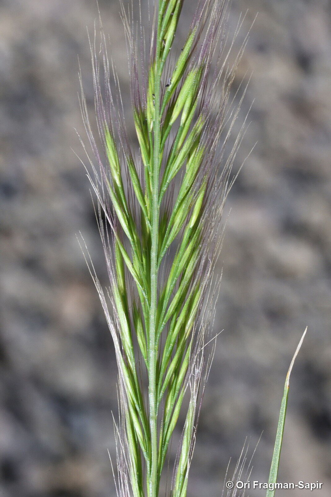 festuca del atlas