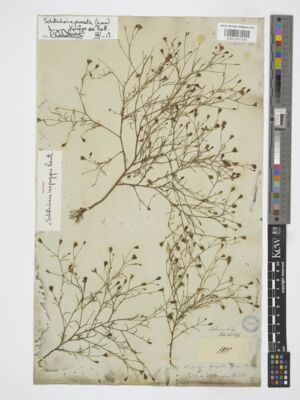 Kew Gardens K001297318:  Hartweg, K.T. [1141] Ecuador