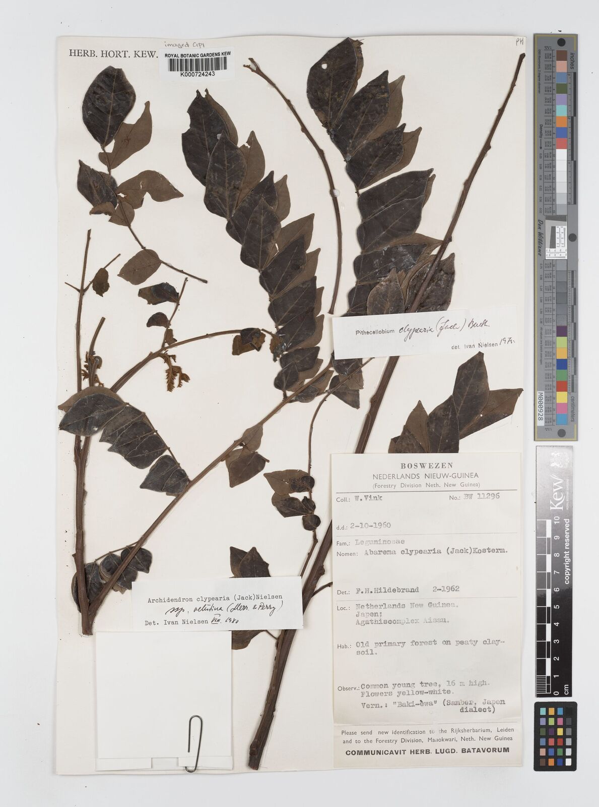 Kew Gardens K000724243:  Vink, W. [BW 11296] Indonesia