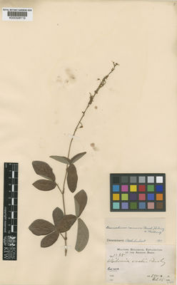 Kew Gardens K000328119:  s.coll. [1285] Bolivia