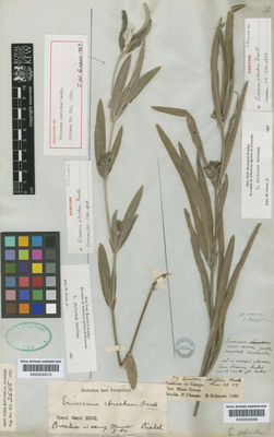 Kew Gardens K000530009:  Claussen, P.; Delessert, B. [79] Brazil