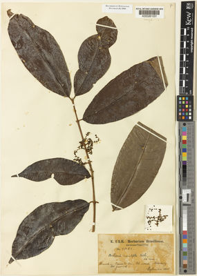 Kew Gardens K000261031:  E. ULE. Herbarium Brasiliense [5081] Brazil