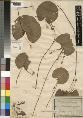 Kew Gardens K000418523:  Schweinfurth, G. [2270] Sudan