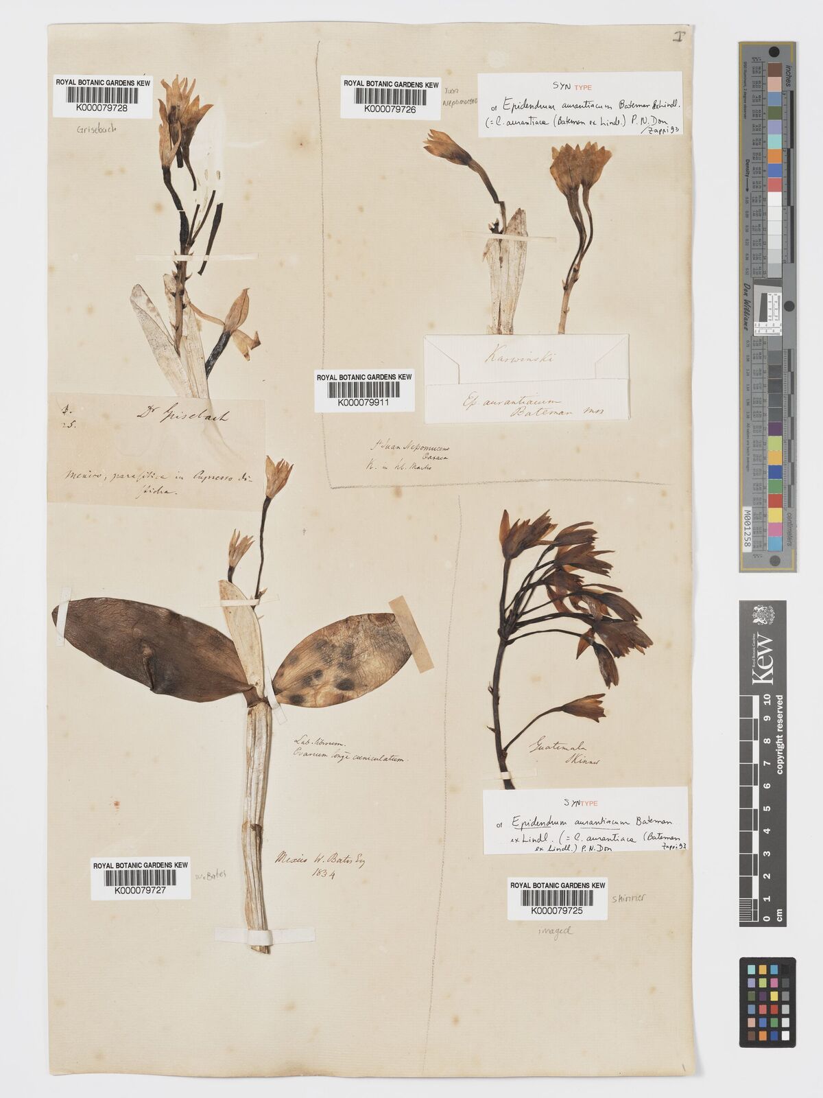 Kew Gardens K000079911:  Karwinski [s.n.]
