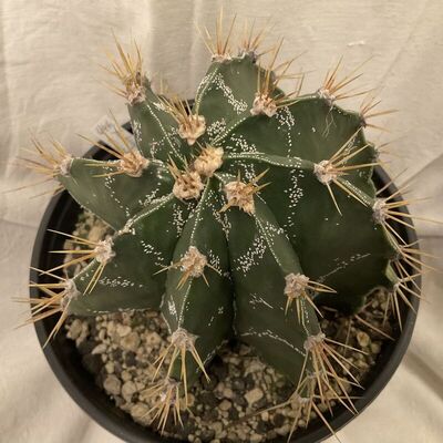 Astrophytum ornatum (DC.) Britton & Rose | Plants of the World Online | Kew  Science