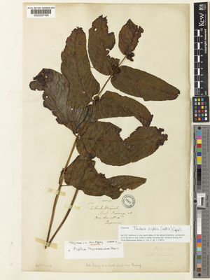 Kew Gardens K000237456:  Teysmann, J.E. [s.n.] Indonesia