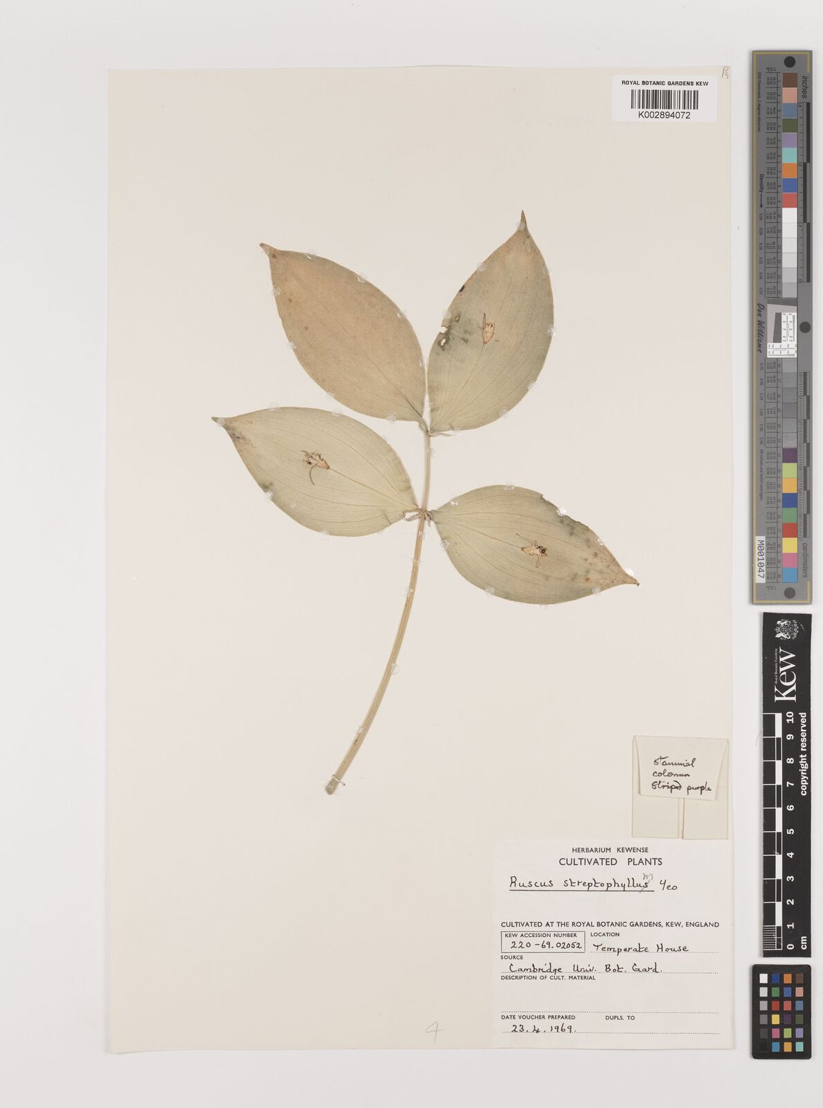 Ruscus streptophyllus