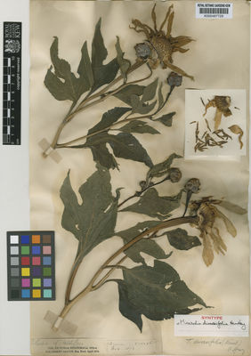 Kew Gardens K000487729:  Salvin, O. [s.n.] Guatemala