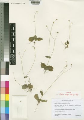 Kew Gardens K000306808:  Biggood, S.; Mbago, F.; Vollesen, K. [2656] Tanzania