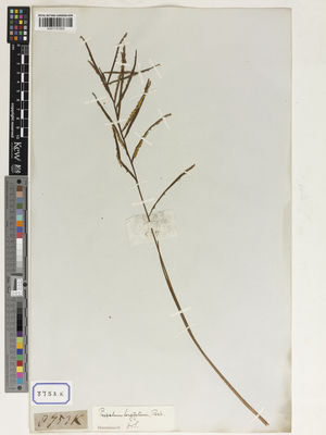 Kew Gardens K001131503:  s.coll. [Cat. no. 8753]