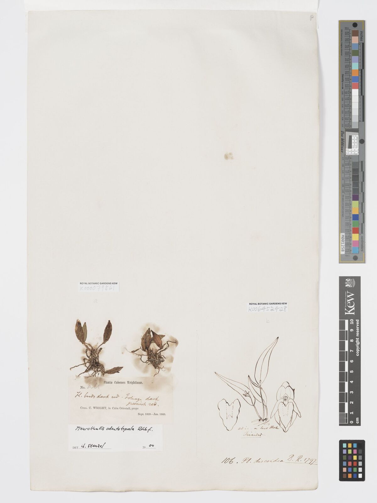 Kew Gardens K000079861:  Wright, C. [s.n.] Cuba